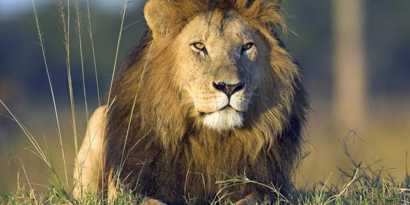 Astrologia Politicamente Incorreta - Leão