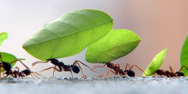 Astrologia Politicamente Incorreta - Virgem